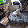Evie is registered to the contest to win money with this photo: dog, cat, window, dog_bed, cardboard_box, television, wooden_floor, blanket, indoor, pet, animal, furniture, curtains, resting, black_cat, white_dog, home, cozy, living_room, sports