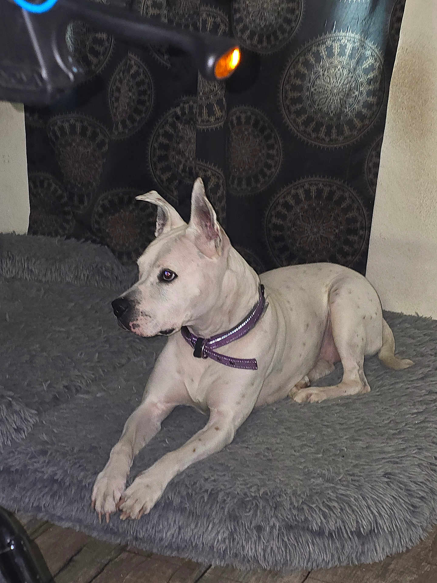 Evie is registered to the contest to win money with this photo: dog, white_dog, collar, pet, indoor, fluffy_mat, resting, floor, wooden_floor, patterned_background, animal, canine, domestic_animal, side_view, ears_up, alert, quiet, home, furniture, looking_away