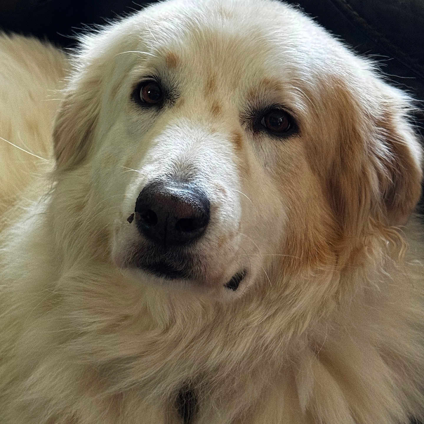 Bear joined the competition — help win amazing prizes! animal, brown_eyes, canine, close_up, companion, cream_colored, cute, dog, domestic_animal, fluffy, friendly, fur, indoors, leather, mammal, pet, portrait, relaxed, snout, whiskers