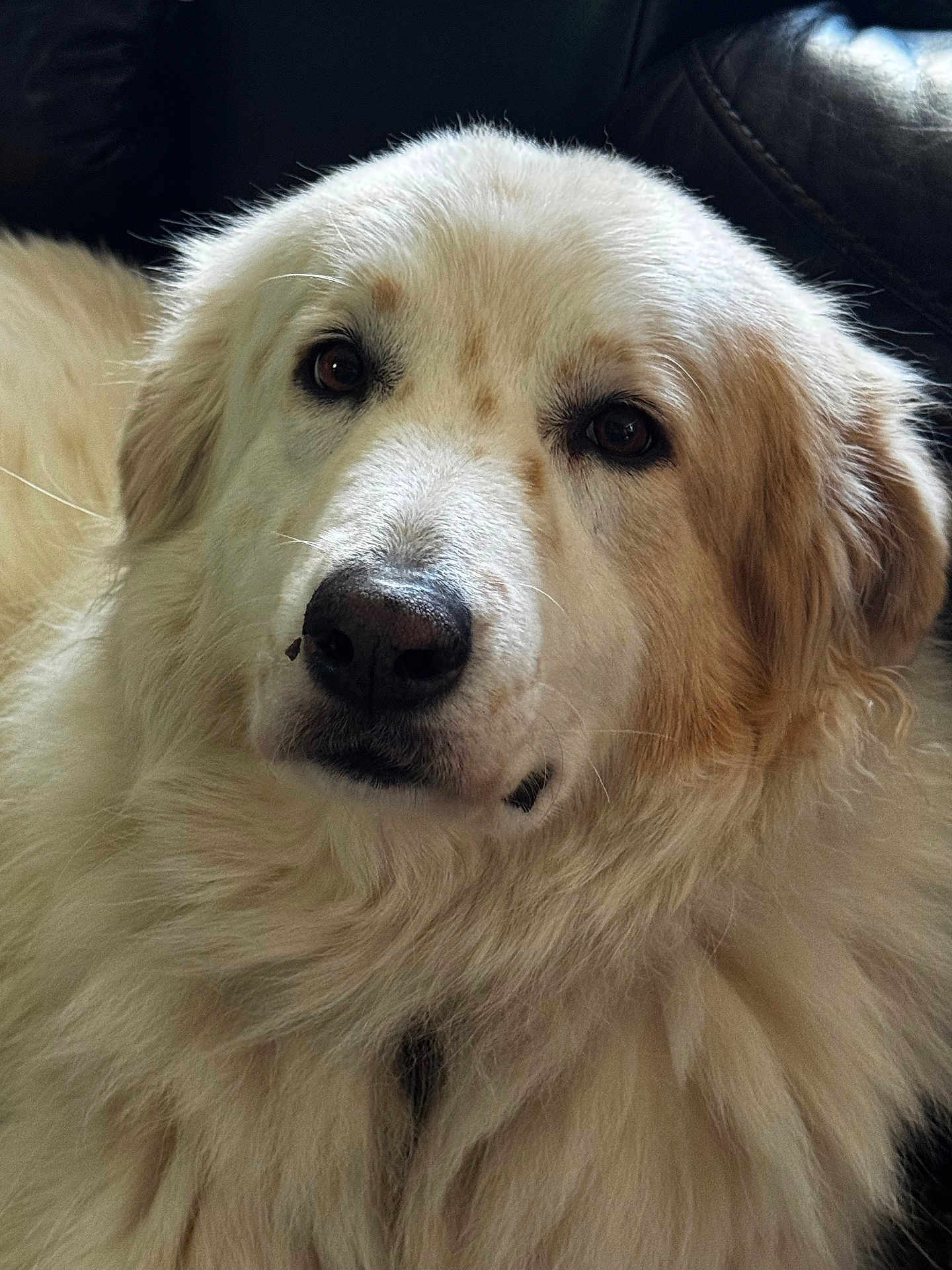 Bear joined the competition — help win amazing prizes! dog, close_up, portrait, fluffy, cream_colored, brown_eyes, pet, animal, indoors, leather, fur, cute, relaxed, mammal, companion, friendly, canine, domestic_animal, snout, whiskers
