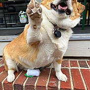 Poochy joined the competition — help win amazing prizes! animal, brick_steps, collar, corgi, cute, dog, door, expression, fence, fur, happy, home, outdoor, paw, pet, plant, porch, raised_paw, smiling, tongue