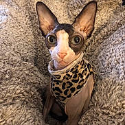 Haru joined the competition — help win amazing prizes! cat, sphynx_cat, hairless_cat, pet, animal, leopard_print, clothing, blanket, texture, indoor, cute, curious, big_eyes, feline, portrait, sitting, cozy, soft, warm, furless