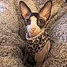 cat, sphynx_cat, hairless_cat, pet, animal, leopard_print, clothing, blanket, texture, indoor, cute, curious, big_eyes, feline, portrait, sitting, cozy, soft, warm, furless