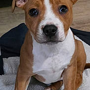 Aïka a rejoint le concours — aidez-le/la à gagner de superbes lots ! puppy, dog, brown, white, pet, cute, sitting, blanket, indoors, fur, ears, nose, paw, floor, animal, young, domestic_animal, portrait, looking, canine
