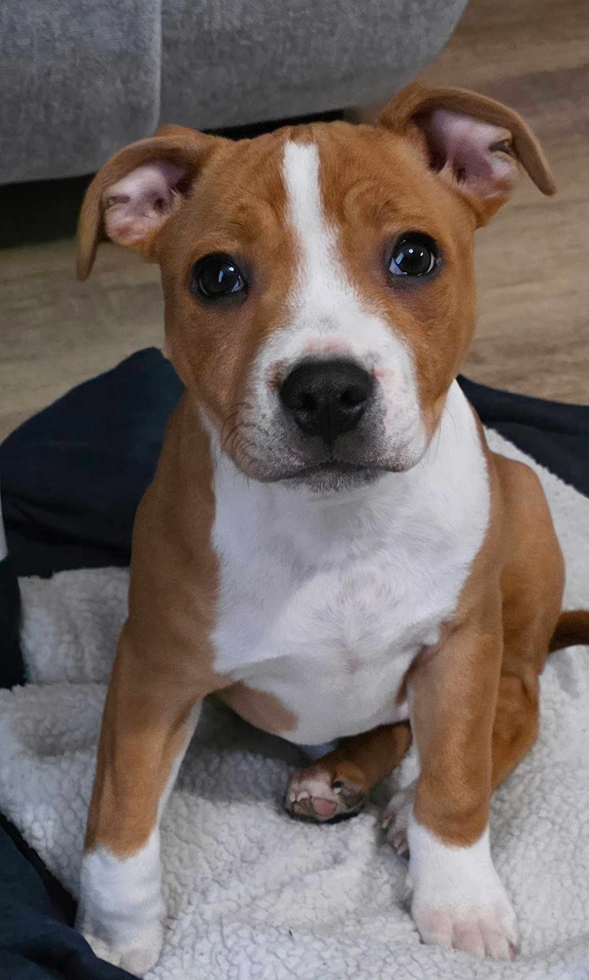 Aïka a rejoint le concours — aidez-le/la à gagner de superbes lots ! puppy, dog, brown, white, pet, cute, sitting, blanket, indoors, fur, ears, nose, paw, floor, animal, young, domestic_animal, portrait, looking, canine