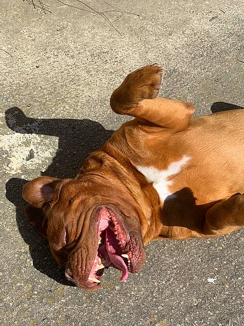 Djoby participe au concours pour gagner de l'argent avec cette photo : american_pit_bull_terrier, boxer, canidae, carnivore, dog, dog_breed, dogue_de_bordeaux, fawn, mammal, non_sporting_group, olde_english_bulldogge, pit_bull, sporting_group