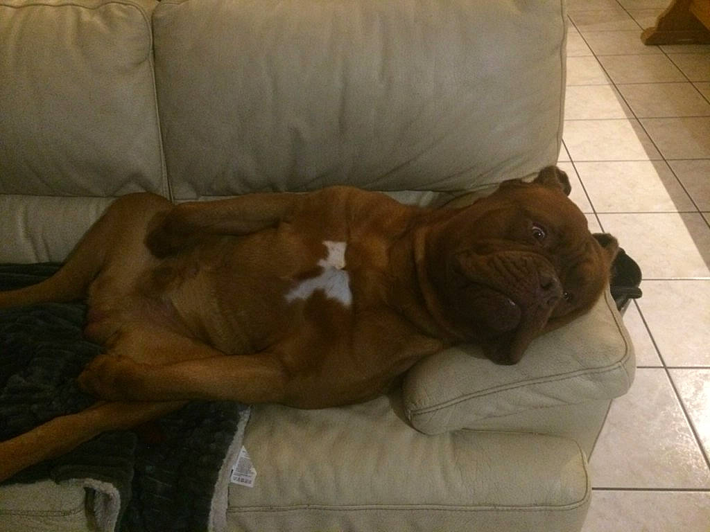 Djoby a rejoint le concours — aidez-le/la à gagner de superbes lots ! boxer, bullmastiff, canidae, carnivore, companion_dog, dog, dog_breed, dogue_de_bordeaux, fawn, guard_dog, non_sporting_group, pit_bull, snout, sporting_group