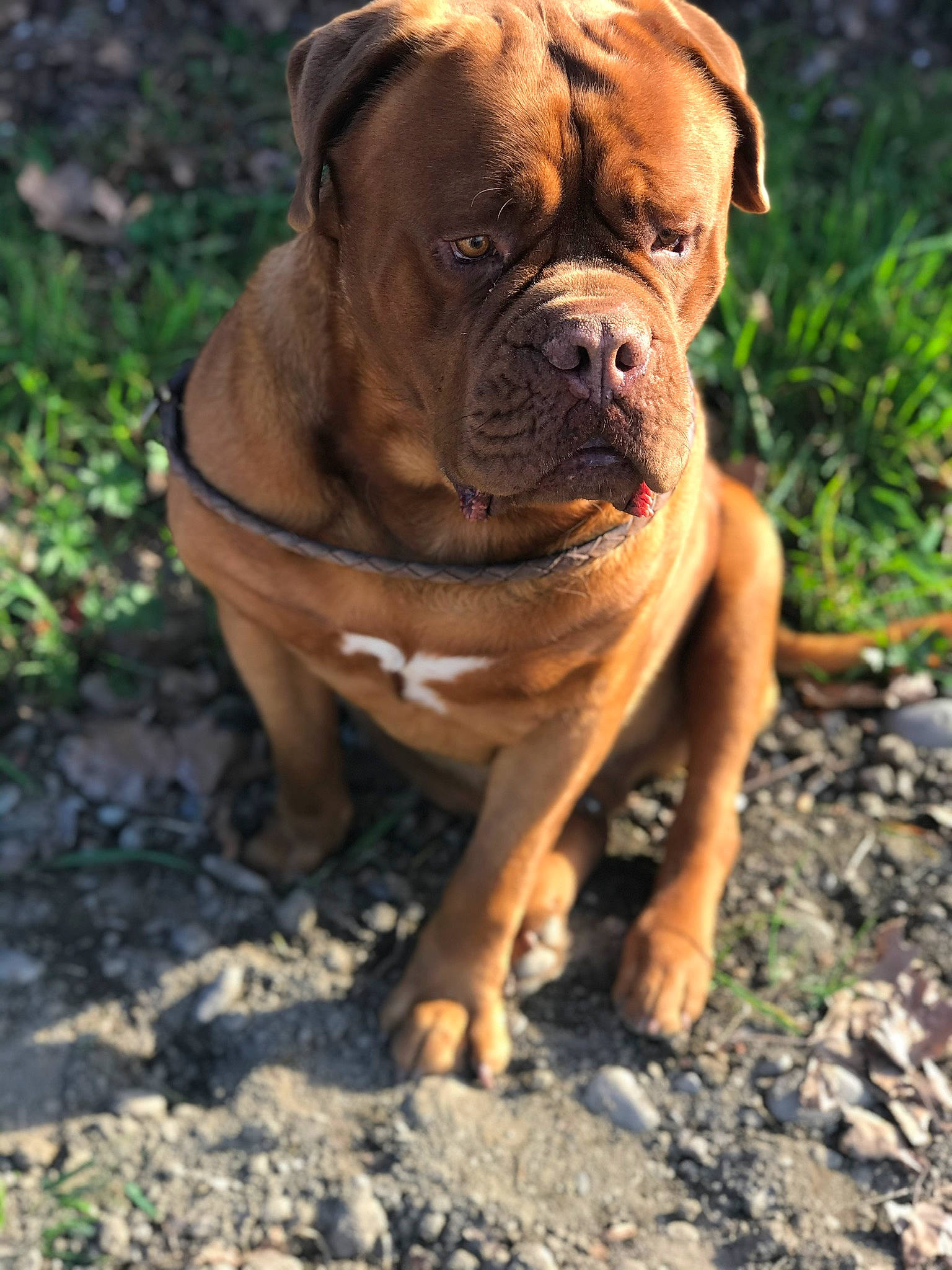 Djoby a rejoint le concours — aidez-le/la à gagner de superbes lots ! ancient_dog_breeds, british_bulldogs, bulldog, bullmastiff, canidae, carnivore, companion_dog, dog, dog_breed, dogue_de_bordeaux, fawn, korean_mastiff, mammal, molosser, old_english_bulldog, olde_english_bulldogge, perro_de_presa_mallorquin, renascence_bulldogge, snout, vertebrate