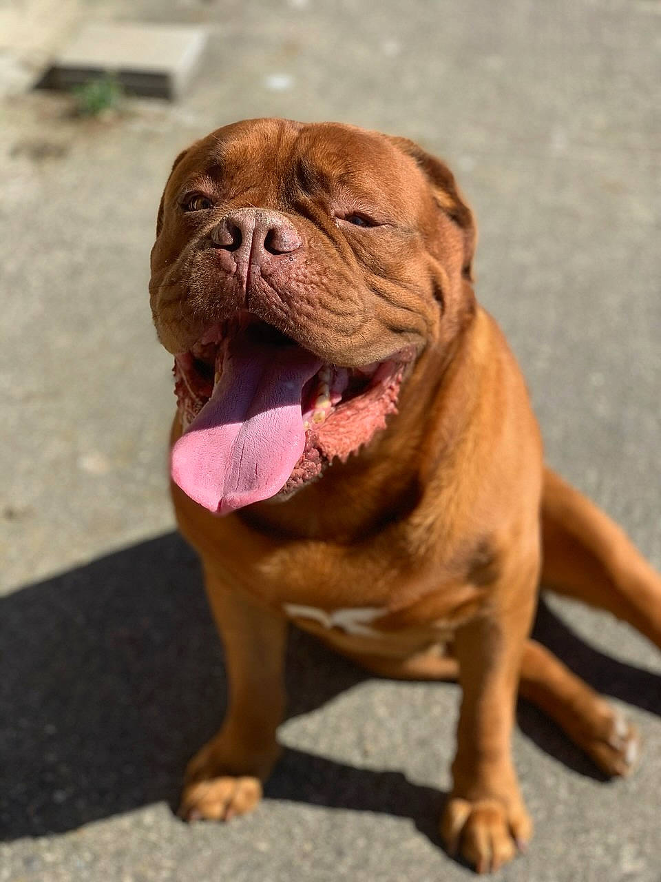 Djoby participe au concours pour gagner de l'argent avec cette photo : british_bulldogs, bulldog, canidae, carnivore, companion_dog, dog, dog_breed, dogue_de_bordeaux, korean_mastiff, mammal, molosser, old_english_bulldog, olde_english_bulldogge, ori_pei, renascence_bulldogge, skin, snout, vertebrate, working_dog, wrinkle