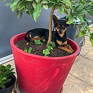 Skyroz participe au concours pour gagner de l'argent avec cette photo : black_dog, cute, dog, flower_pot, garden, grass, green_leaves, leafy, nature, outdoor, patio, pavement, plant, pottery, resting, small_dog, soil, sunlight, tan_dog, tree