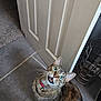 cat, tabby, pet, indoor, floor, tile, door, collar, bell, wide_eyes, looking_up, whiskers, fur, animal, surprise, household, domestic, cute, mammal, curious