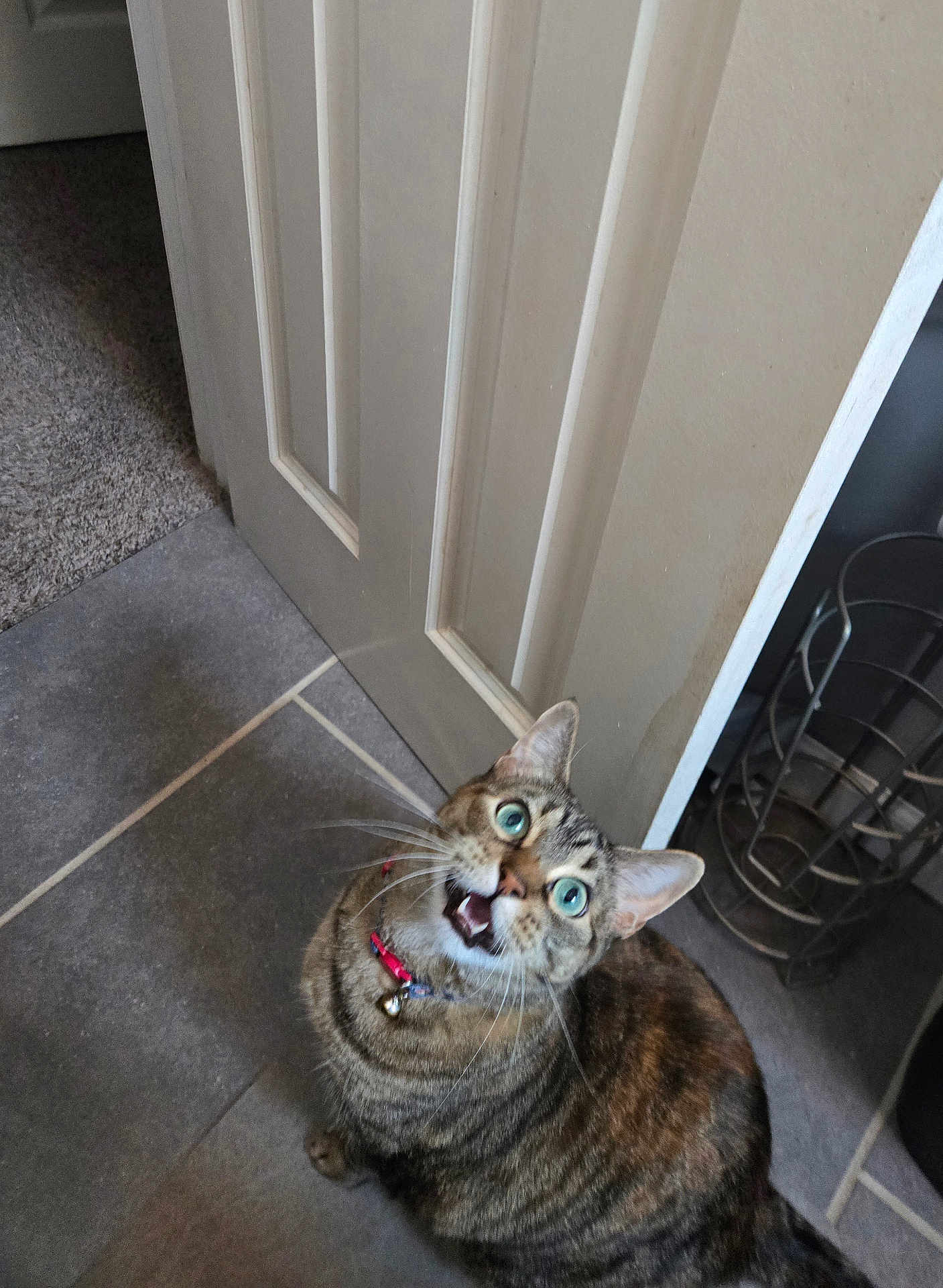 Angel joined the competition — help win amazing prizes! cat, tabby, pet, indoor, floor, tile, door, collar, bell, wide_eyes, looking_up, whiskers, fur, animal, surprise, household, domestic, cute, mammal, curious