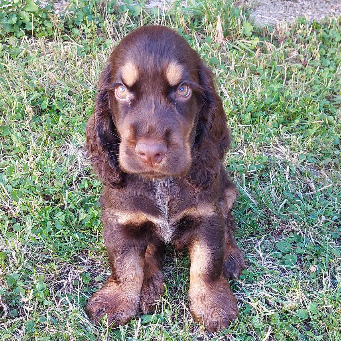 Buzz a rejoint le concours — aidez-le/la à gagner de superbes lots ! puppy, dog, brown_fur, grass, outdoor, young_dog, pet, cute, animal, canine, nature, leafy_background, sitting, adorable, fur, eyes, portrait, mammal, companion, waiting