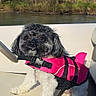 adventure, black_fur, boat, collar, cute, dog, harness, life_jacket, looking_at_camera, outdoor, pet, portrait, river, seat, shadow, small_dog, sunshine, trees, water, white_fur