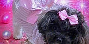Ella-Shae is registered to the contest to win money with this photo: accessories, affenpinscher, animal, canine, dog, envelope, face, flower, greetingcard, head, lighting, mail, person, pet, photography, plant, portrait, puppy, purple, sphere