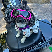 Ella-Shae joined the competition — help win amazing prizes! dog, small_dog, goggles, pink_goggles, motorcycle, motorcycle_seat, outdoor, sunny, white_outfit, pet_clothing, curly_fur, black_and_white_fur, sitting, reflection, concrete, leather_seat, helmet_holder, leash, casual, cute