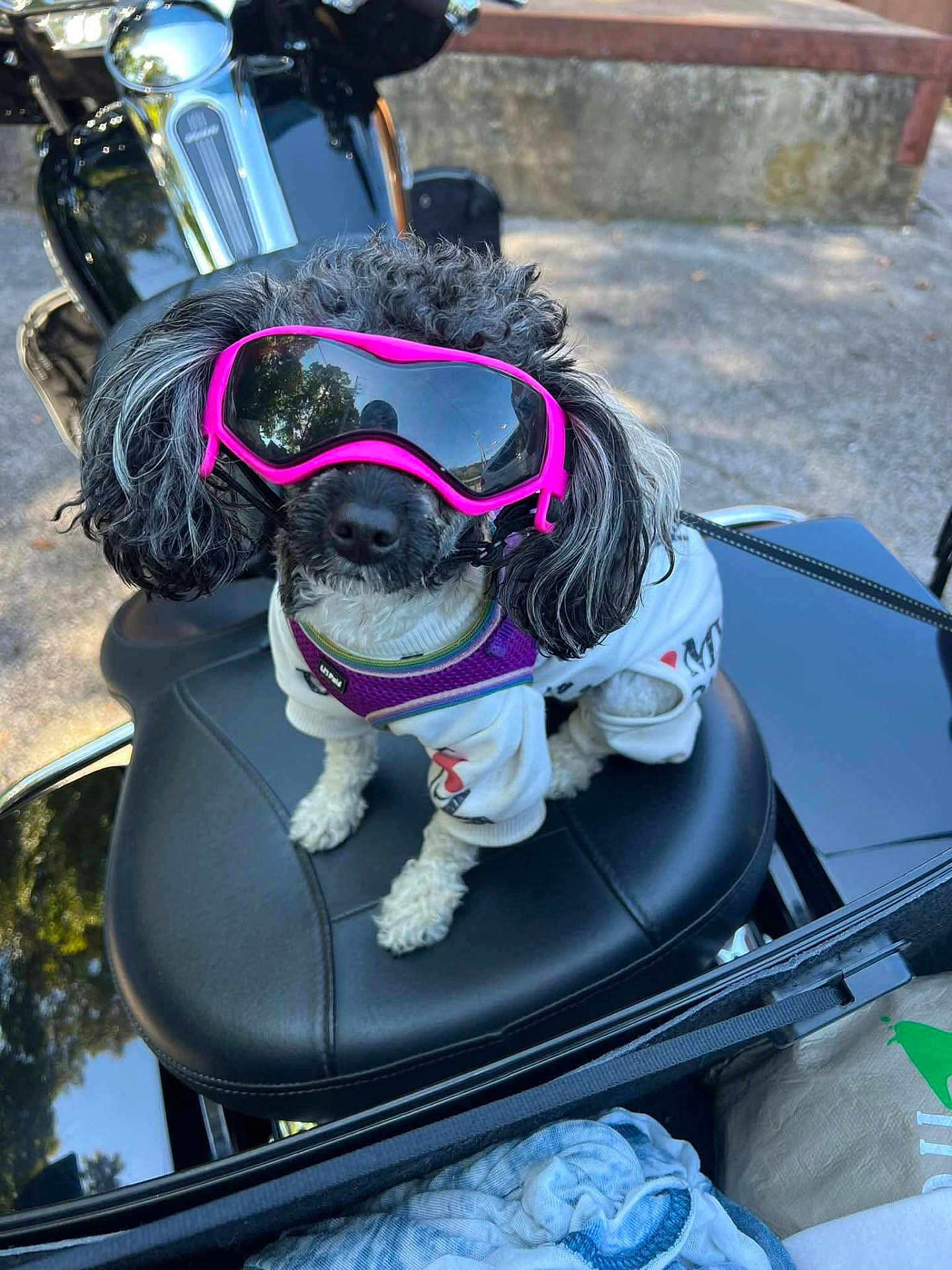Ella-Shae joined the competition — help win amazing prizes! dog, small_dog, goggles, pink_goggles, motorcycle, motorcycle_seat, outdoor, sunny, white_outfit, pet_clothing, curly_fur, black_and_white_fur, sitting, reflection, concrete, leather_seat, helmet_holder, leash, casual, cute