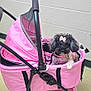 Ella-Shae joined the competition — help win amazing prizes! dog, pet_stroller, pink, bow, indoor, small_dog, cute, black_and_white, animal, canine, leash, fur, floor, wheel, handle, mesh, fabric, wall, curious, companion