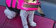 Ella-Shae joined the competition — help win amazing prizes! accessories, animal, backpack, bag, baggage, ball, belt, canine, clothing, coat, dog, lifejacket, pet, poodle, puppy, racket, sport, tennis, tennisracket, vest