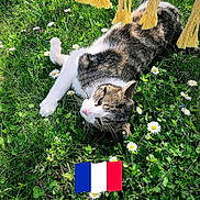 Grisi a rejoint le concours — aidez-le/la à gagner de superbes lots ! cat, tabby_cat, grass, daisies, flower, outdoor, nature, animal, relaxed, sunlight, meadow, greenery, pet, fur, whiskers, paw, yellow_tassels, spring, flora, peaceful