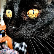 Scrapidou a rejoint le concours — aidez-le/la à gagner de superbes lots ! cat, black_cat, close_up, face, eyes, whiskers, fur, pet, animal, portrait, indoor, sharp_focus, intense_look, reflection, majestic, mystery, domestic_cat, feline, curious, closeup