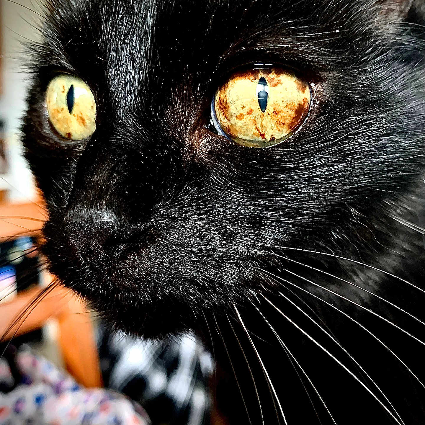 Scrapidou a rejoint le concours — aidez-le/la à gagner de superbes lots ! cat, black_cat, close_up, face, eyes, whiskers, fur, pet, animal, portrait, indoor, sharp_focus, intense_look, reflection, majestic, mystery, domestic_cat, feline, curious, closeup