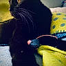 animal, black_cat, blanket, cat, close_up, companion, cozy, cute, domestic_animal, feline, fur, indoor, pet, polka_dot, relaxing, resting, soft_texture, toy_mouse, whiskers, yellow_eye