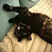 Scrapinette a rejoint le concours — aidez-le/la à gagner de superbes lots ! cat, tortoiseshell, pet, animal, feline, blanket, couch, upside_down, stretching, cozy, indoor, fur, whiskers, relaxed, resting, paw, soft, home, cute, sleepy