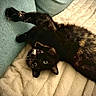 cat, tortoiseshell, pet, animal, feline, blanket, couch, upside_down, stretching, cozy, indoor, fur, whiskers, relaxed, resting, paw, soft, home, cute, sleepy