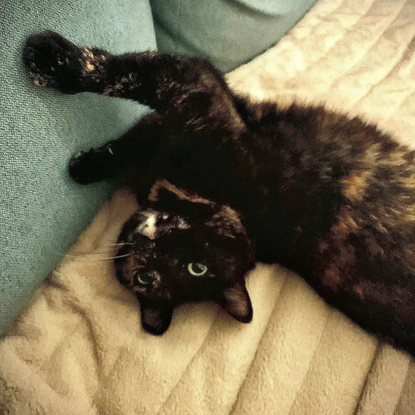 Scrapinette