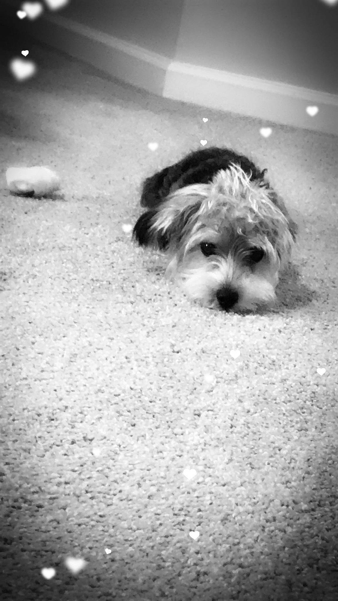 Ace is registered to the contest to win money with this photo: black, black_and_white, canidae, carnivore, cavachon, chinese_imperial_dog, cockapoo, dog, dog_breed, maltepoo, maltese, mammal, monochrome, morkie, puppy, schnoodle, shih_tzu, snout, sporting_lucas_terrier, toy_dog