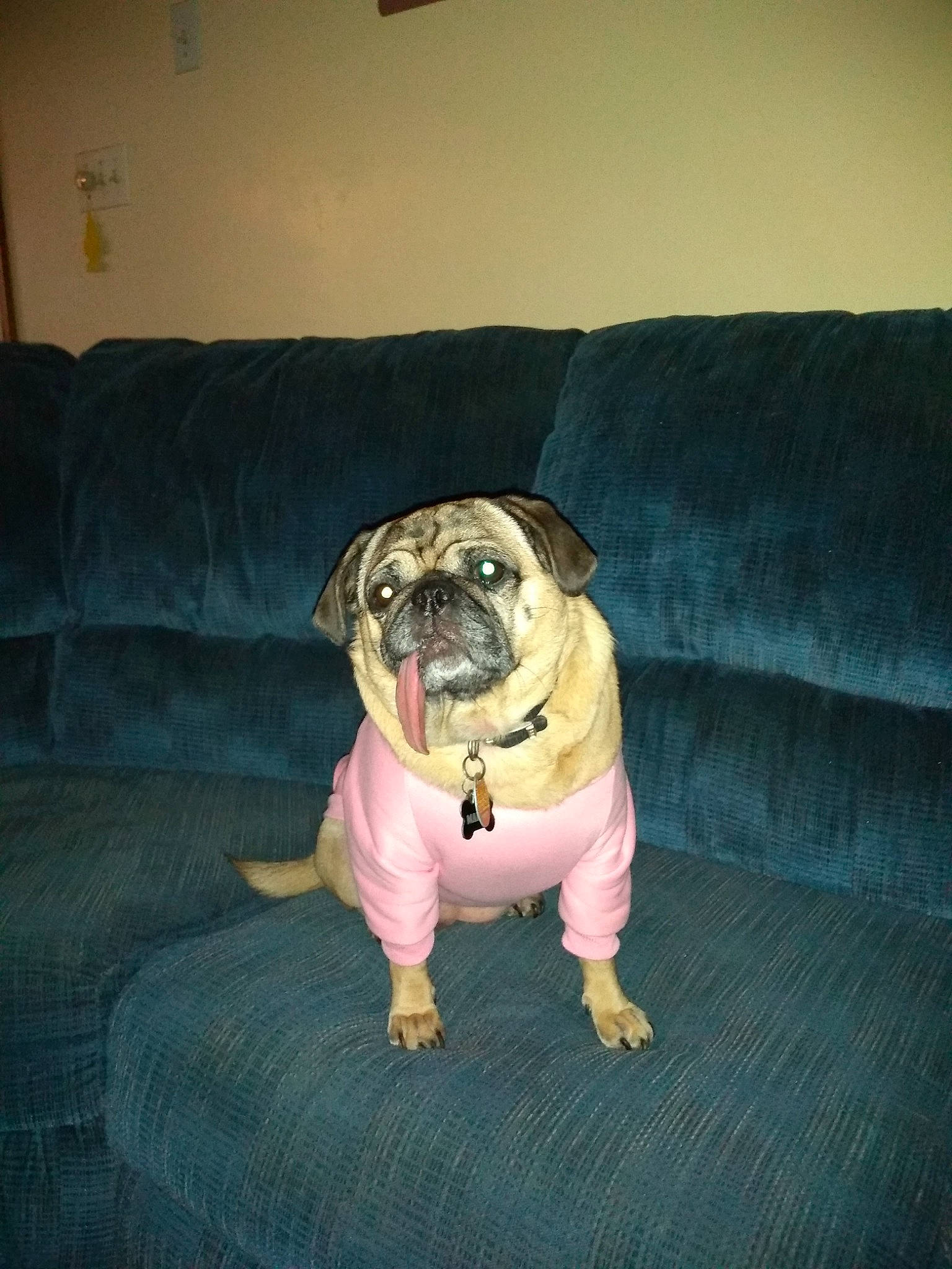 Marlie joined the competition — help win amazing prizes! canidae, carnivore, companion_dog, dog, dog_breed, fawn, mammal, non_sporting_group, old_english_bulldog, ori_pei, pug, snout, toy_bulldog, toy_dog, vertebrate