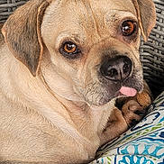 Snoopy is registered to the contest to win money with this photo: dog, close_up, tongue_out, brown_eyes, pet, canine, cute, resting, cushion, patterned_textile, woven_background, indoor, fur, animal, muzzle, paw, relaxed, portrait, domestic_animal, companion