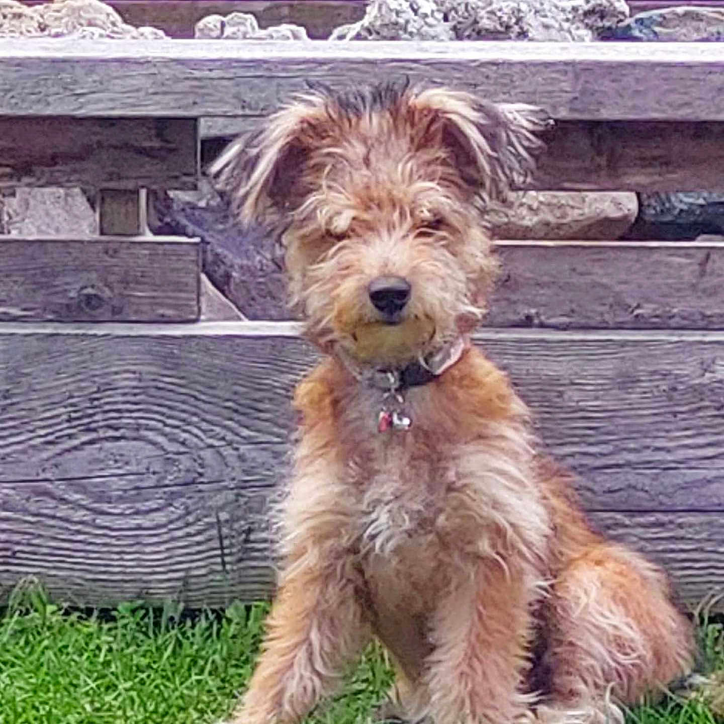 Choupette participe au concours pour gagner de l'argent avec cette photo : dog, scruffy, grass, pink_toy, wooden_bench, outdoor, pet, animal, collar, fur, sitting, playful, cute, nature, daylight, yard, waiting, domestic_animal, canine, leisure