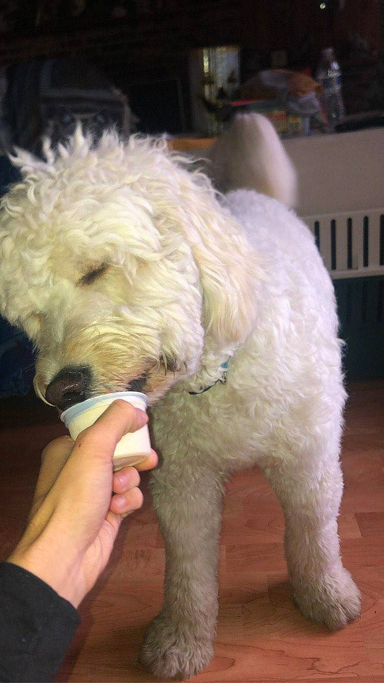 Kasper is registered to the contest to win money with this photo: briquet_griffon_vendeen, canidae, carnivore, cockapoo, companion_dog, dog, dog_breed, goldendoodle, labradoodle, lagotto_romagnolo, mammal, non_sporting_group, poodle, poodle_crossbreed, rare_breed_dog, sapsali, schnoodle, sporting_group, terrier, vertebrate