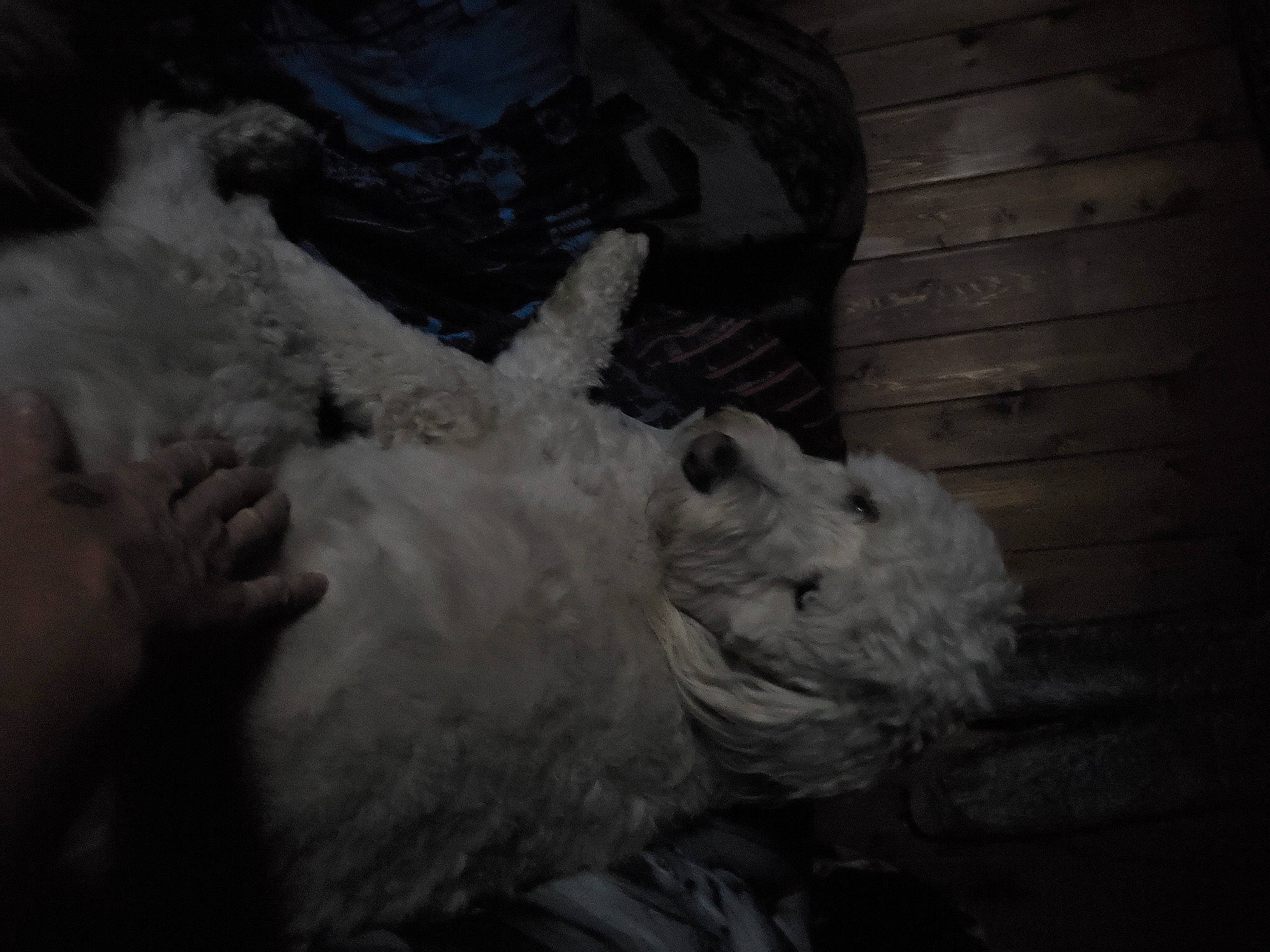 Kasper is registered to the contest to win money with this photo: art, black, black_and_white, darkness, ear, fiction, fur, head, human, monochrome, monochrome_photography, mouth, photography, west_highland_white_terrier, white