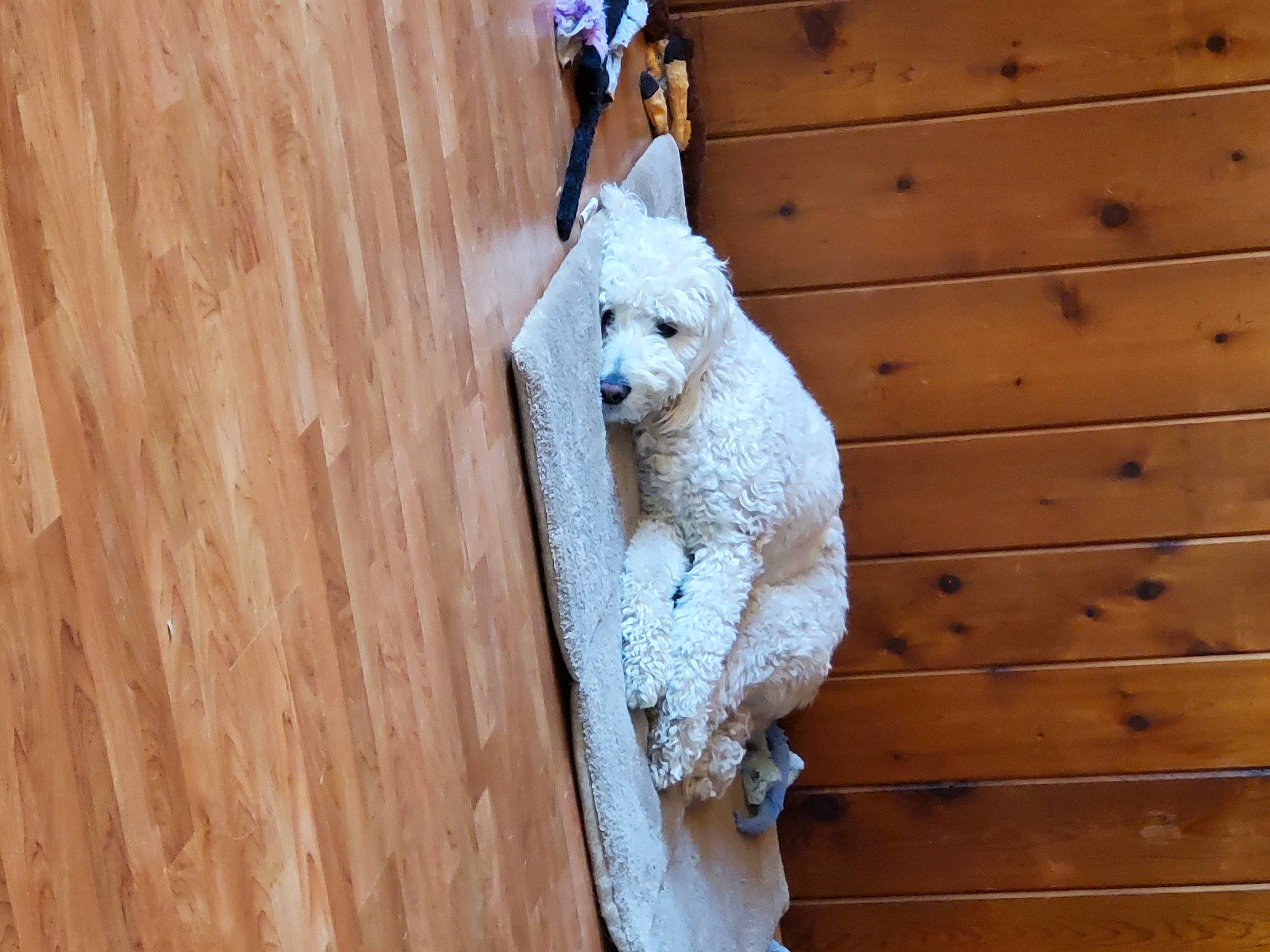 Kasper is registered to the contest to win money with this photo: canidae, carnivore, dog, dog_breed, fawn, non_sporting_group, poodle, sporting_group, toy_dog, wood