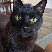 Moose is registered to the contest to win money with this photo: alert, animal, black_cat, cat, close_up, cute, domestic_cat, face, feline, focused, fur, green_eyes, household, indoor, looking_at_camera, mammal, pet, portrait, sitting, whiskers