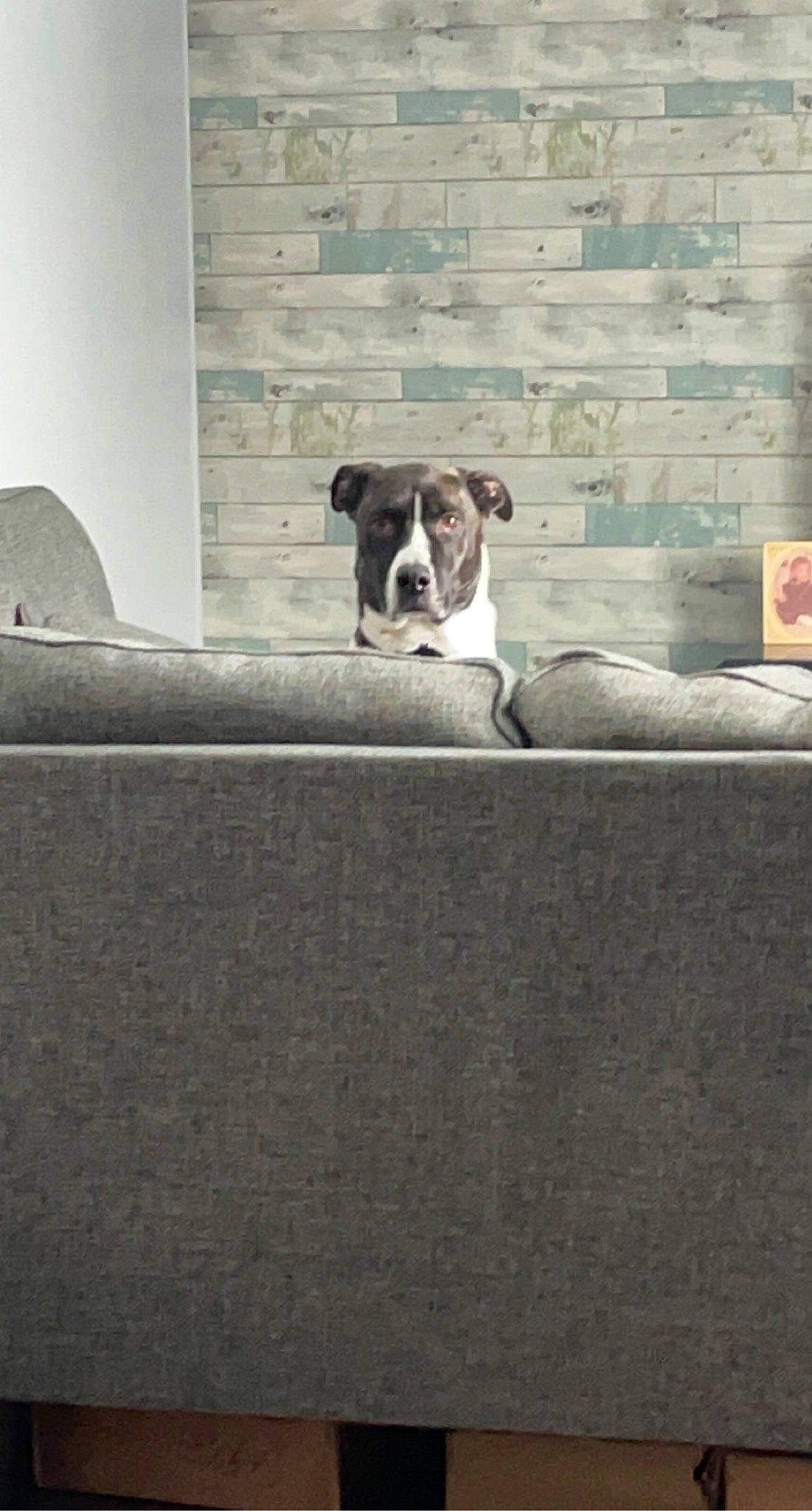 Kaiser is registered to the contest to win money with this photo: bored, canidae, carnivore, comfort, companion_dog, couch, dog, dog_breed, fawn, flooring, grey, hardwood, monochrome_photography, rectangle, room, sitting, snout, sporting_group, window, working_animal