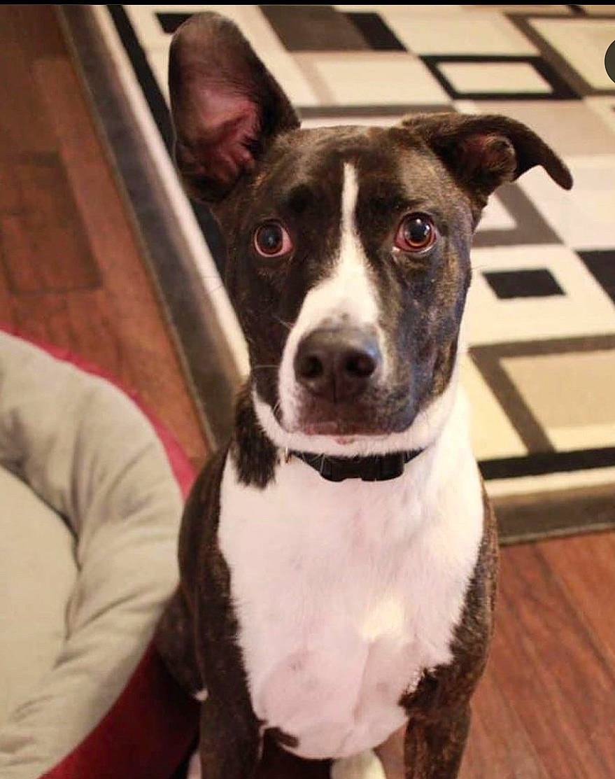 Kaiser joined the competition — help win amazing prizes! canidae, carnivore, collar, companion_dog, dog, dog_breed, dog_collar, dog_supply, door, fawn, fur, metal, non_sporting_group, paw, puppy, snout, sporting_group, square, whiskers, working_animal