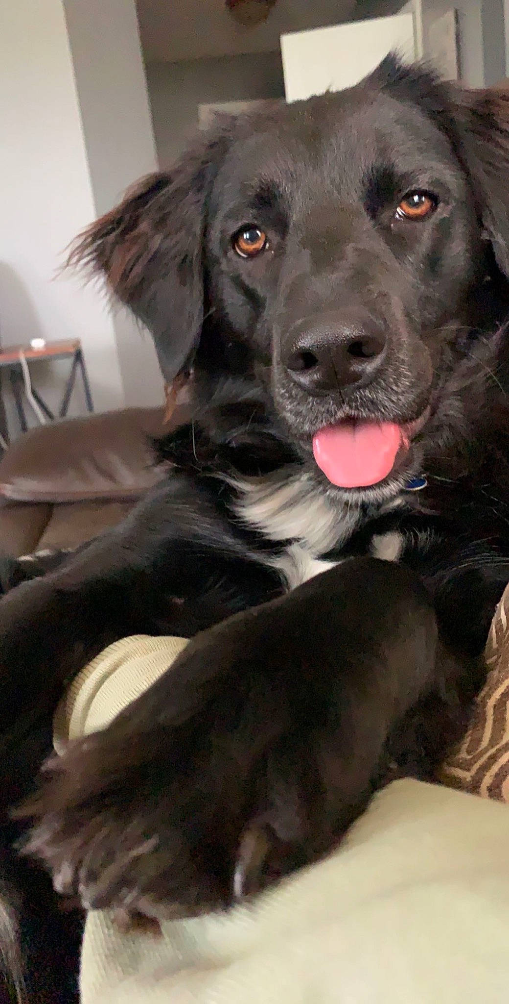 Molly joined the competition — help win amazing prizes! beagador, borador, canidae, carnivore, companion_dog, dog, dog_breed, flat_coated_retriever, hunting_dog, labrador_retriever, mammal, pointing_breed, rare_breed_dog, retriever, snout, sporting_group, vertebrate, whiskers