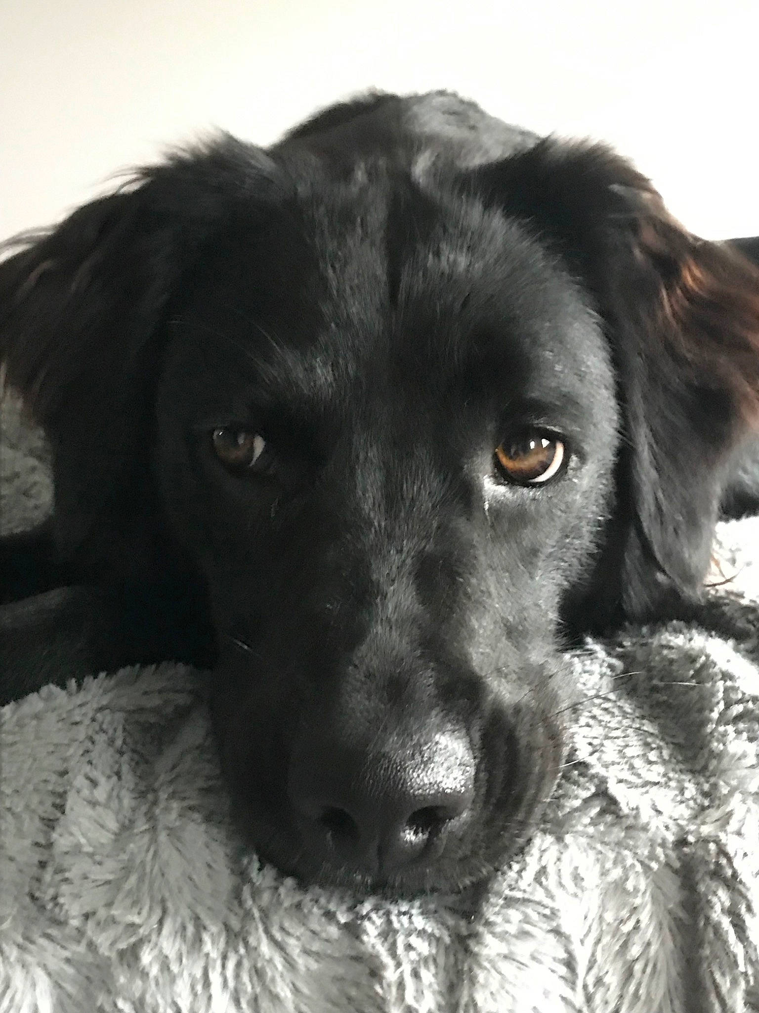 Molly is registered to the contest to win money with this photo: beagador, borador, canidae, carnivore, dog, dog_breed, flat_coated_retriever, hunting_dog, labrador_retriever, mammal, nose, patterdale_terrier, rare_breed_dog, retriever, snout, sporting_group, vertebrate, whiskers