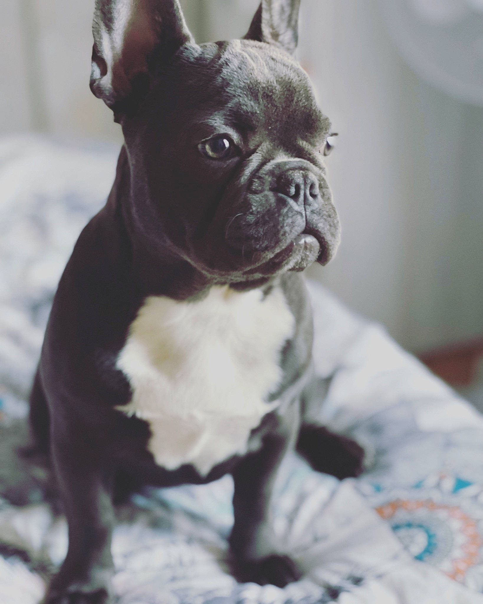 Blue is registered to the contest to win money with this photo: boston_terrier, bulldog, canidae, carnivore, collar, companion_dog, dog, dog_breed, dog_collar, ear, fawn, french_bulldog, fur, puppy, snout, terrestrial_animal, toy_dog, whiskers, working_animal, wrinkle