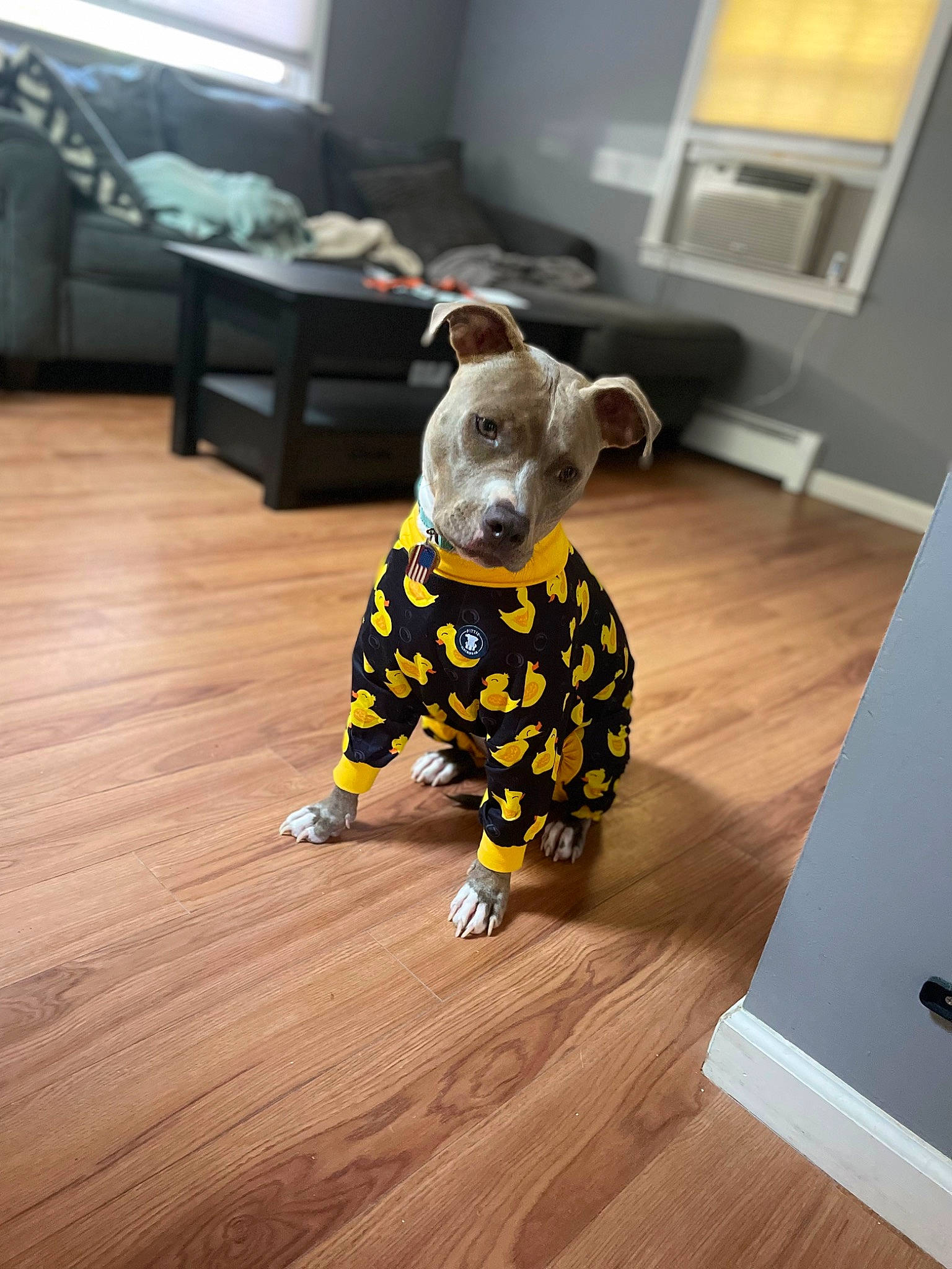 Lizzie is registered to the contest to win money with this photo: canidae, carnivore, companion_dog, dog_breed, dog_clothes, fawn, floor, flooring, fur, hardwood, laminate_flooring, pattern, room, sporting_group, t_shirt, tail, varnish, wood, wood_flooring, wood_stain