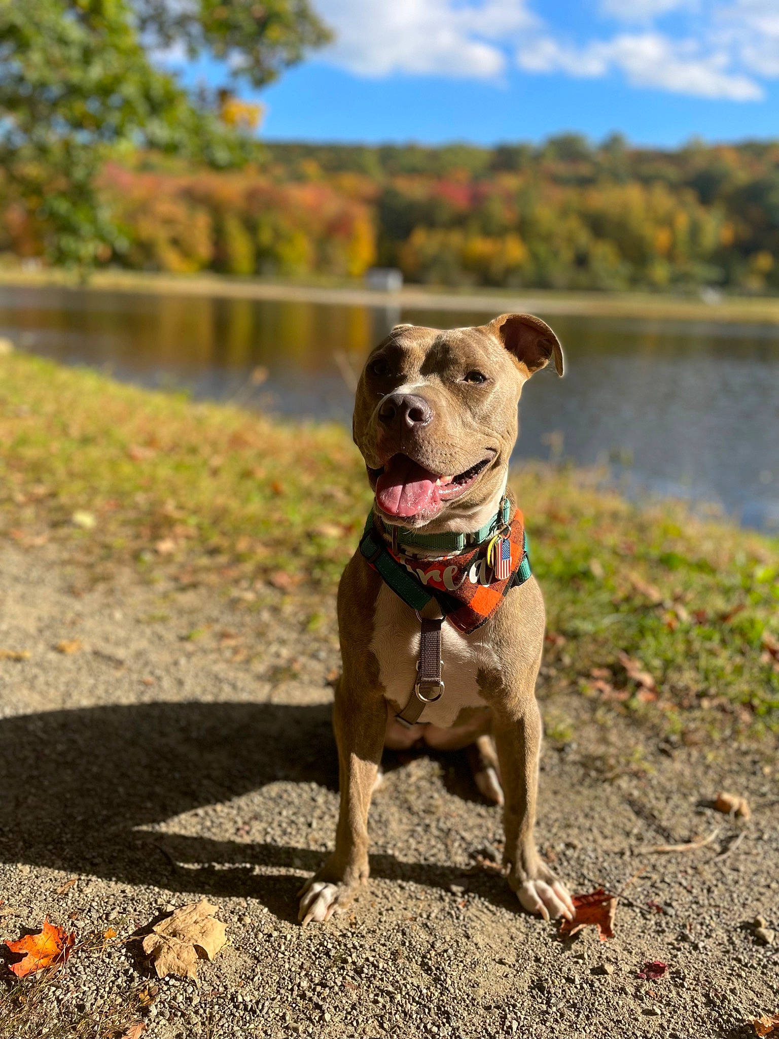 Lizzie joined the competition — help win amazing prizes! canidae, carnivore, cloud, collar, companion_dog, dog, dog_breed, dog_collar, fawn, grass, lake, leash, liver, pet_supply, plant, sky, tree, water, whiskers, working_animal