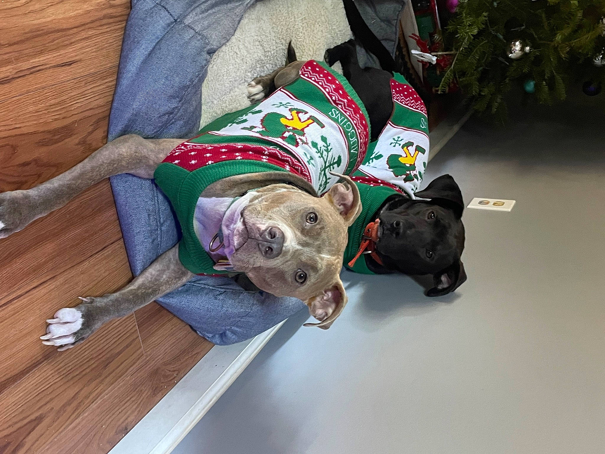 Lizzie is registered to the contest to win money with this photo: canidae, carmine, carnivore, companion_dog, dog, dog_breed, dog_clothes, dog_supply, fawn, flooring, fur, hardwood, sleeve, snout, sporting_group, toy, wood, wood_flooring, wood_stain, working_animal