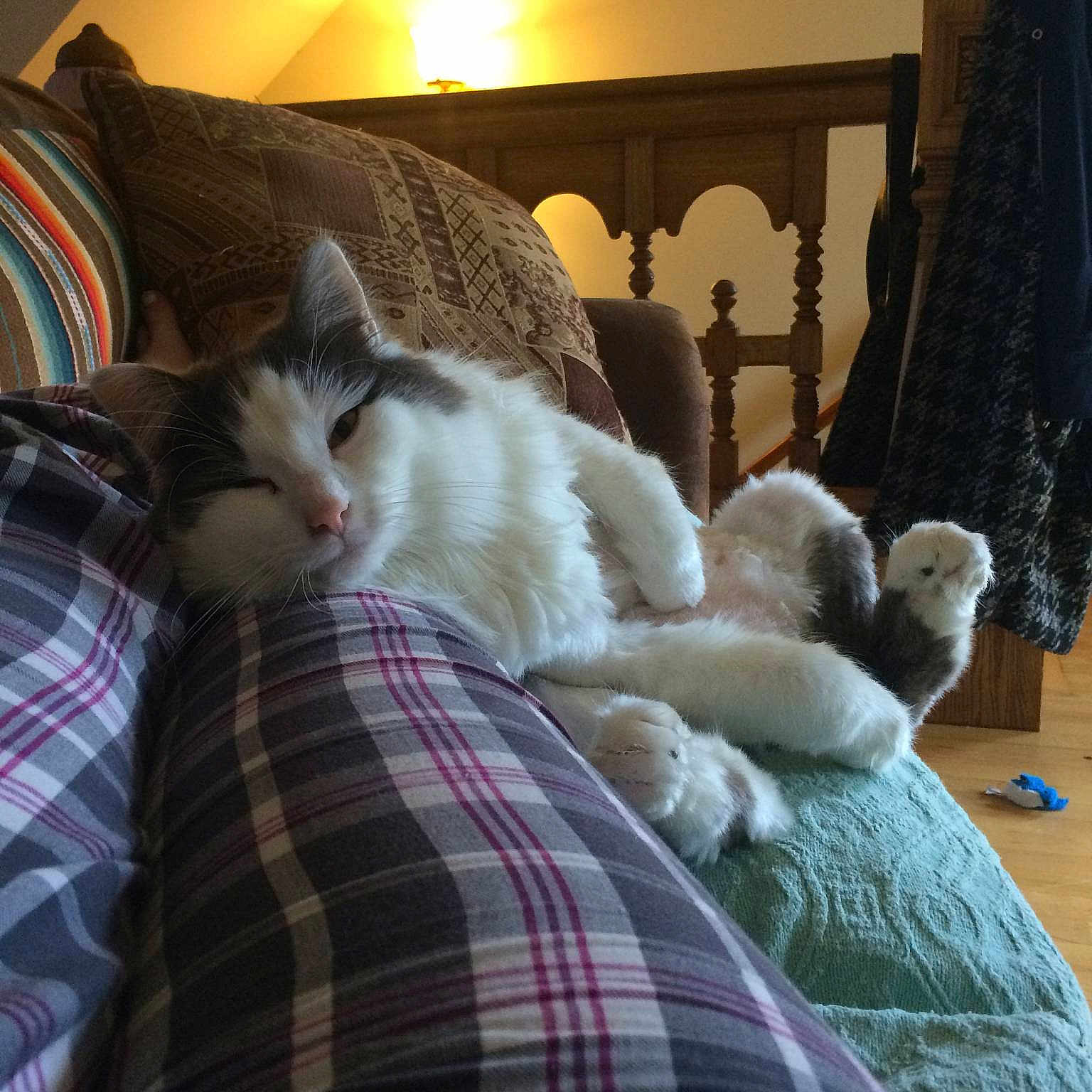 Mynxi Lou