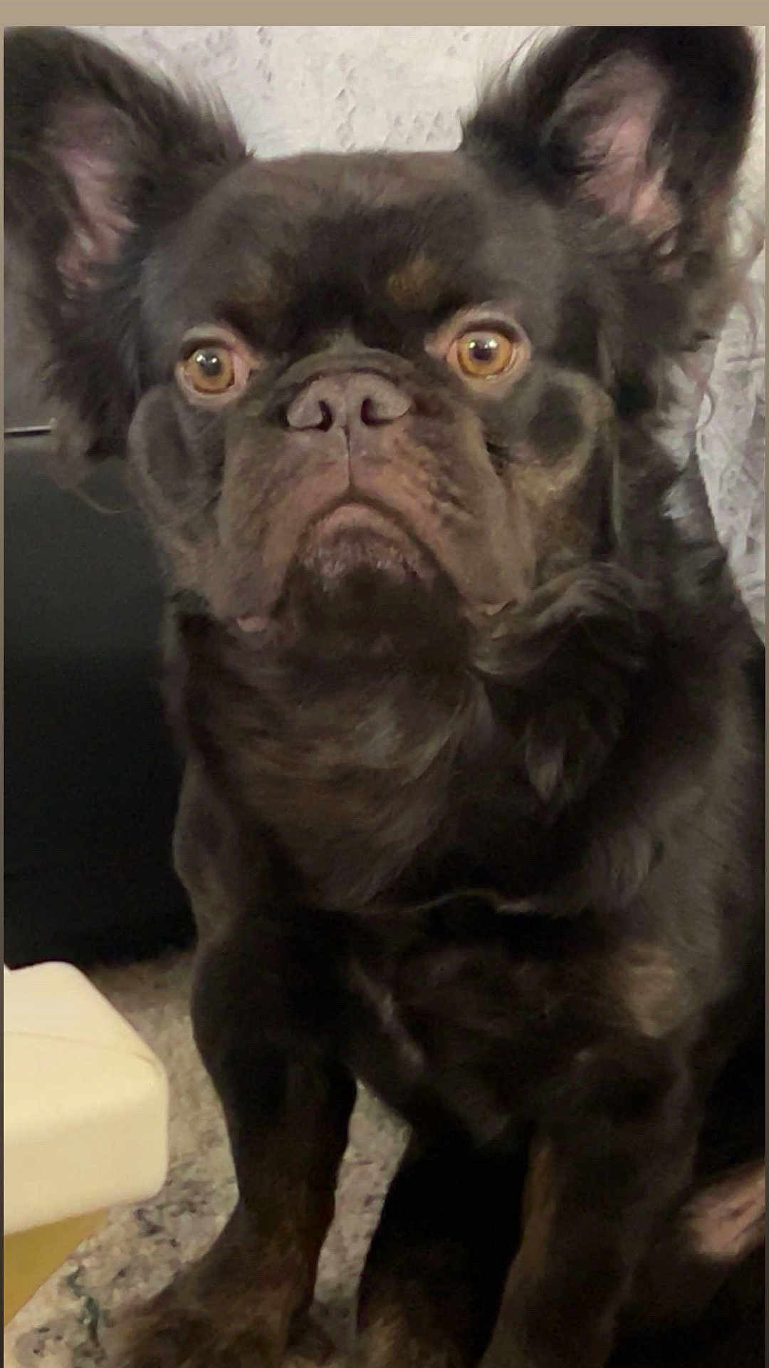 Chito is registered to the contest to win money with this photo: dog, black_dog, indoor, carpet, ears, pet, animal, closeup, face, portrait, sitting, brown_eyes, fur, canine, looking, expression, home, furniture, floor, companion