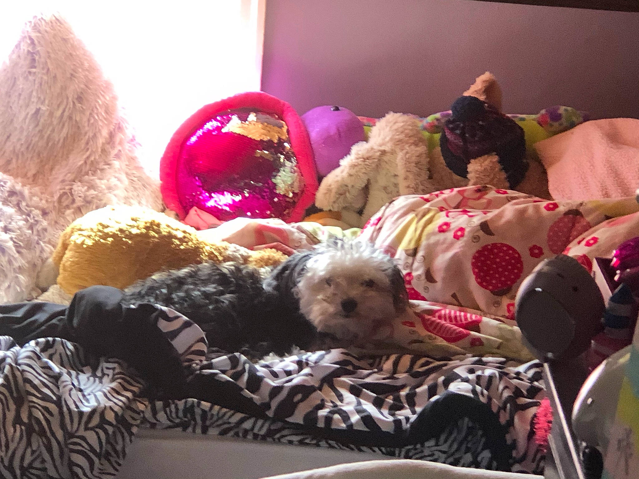 Coach is registered to the contest to win money with this photo: bedding, carnivore, comfort, companion_dog, couch, dog, dog_breed, dog_supply, fawn, fur, linens, living_room, magenta, pillow, room, stuffed_toy, textile, throw_pillow, toy, toy_dog