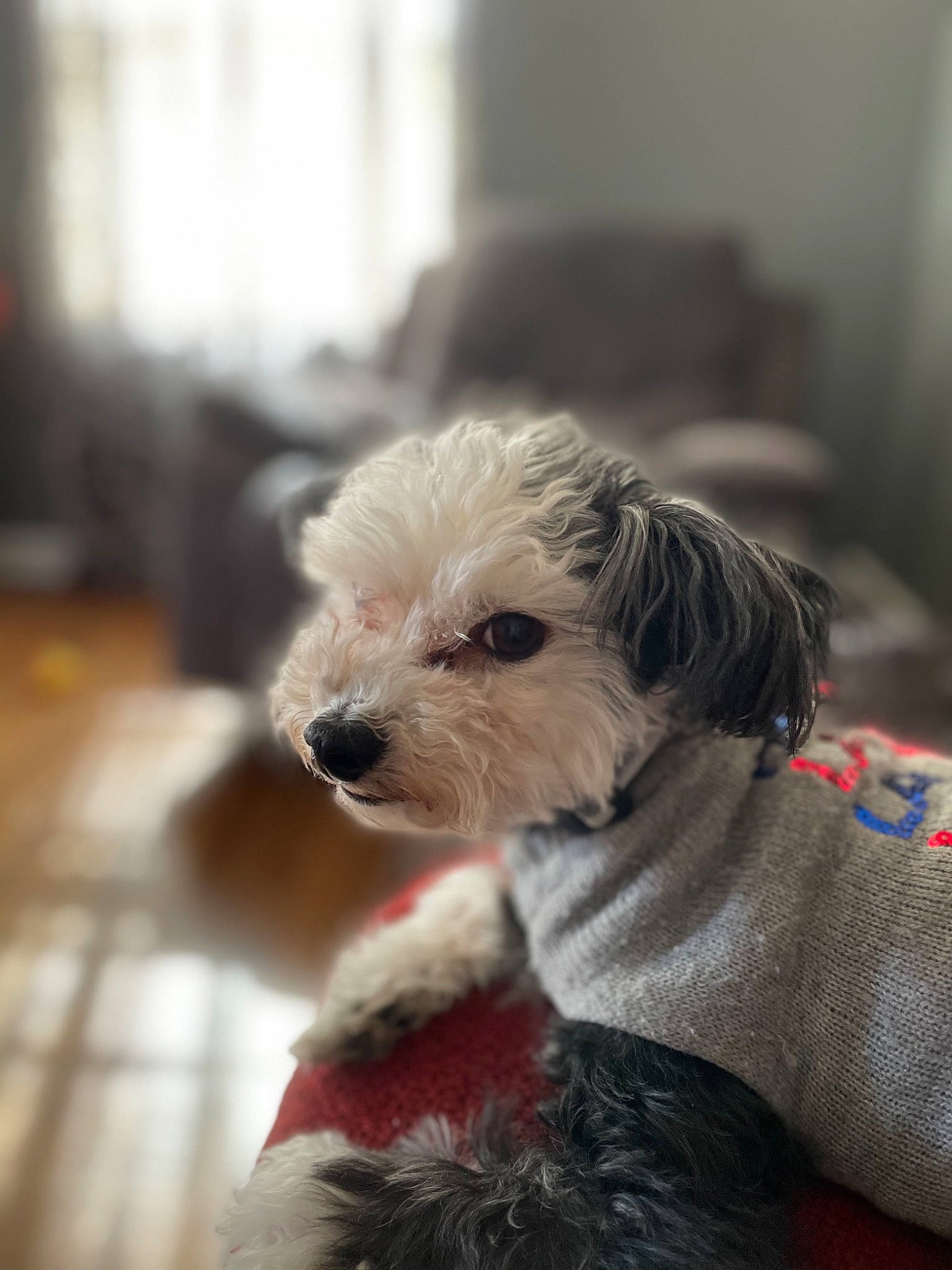 Coach joined the competition — help win amazing prizes! biewer_terrier, canidae, carnivore, collar, companion_dog, dog, dog_breed, dog_clothes, dog_supply, fawn, fur, maltepoo, puppy, puppy_love, small_terrier, snout, sporting_group, terrier, toy_dog, working_animal